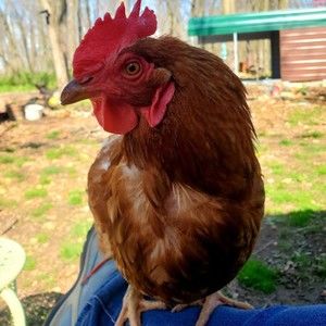 Meet your Posher, Amanda